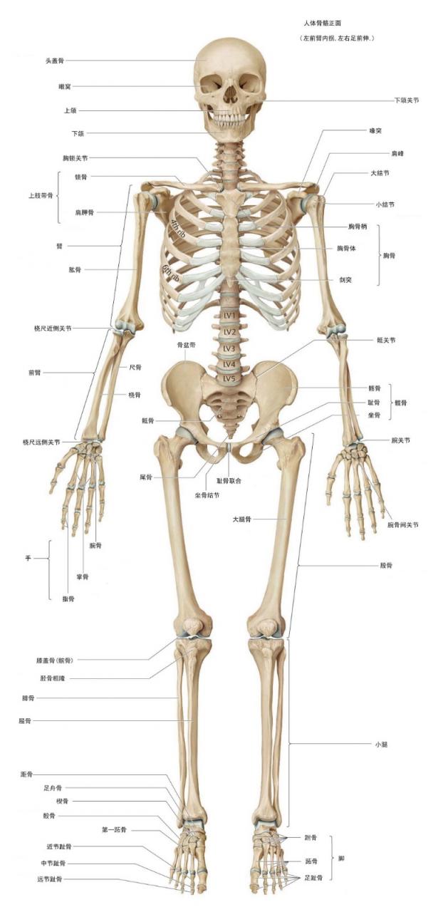 人體骨骼正面名稱高清圖片