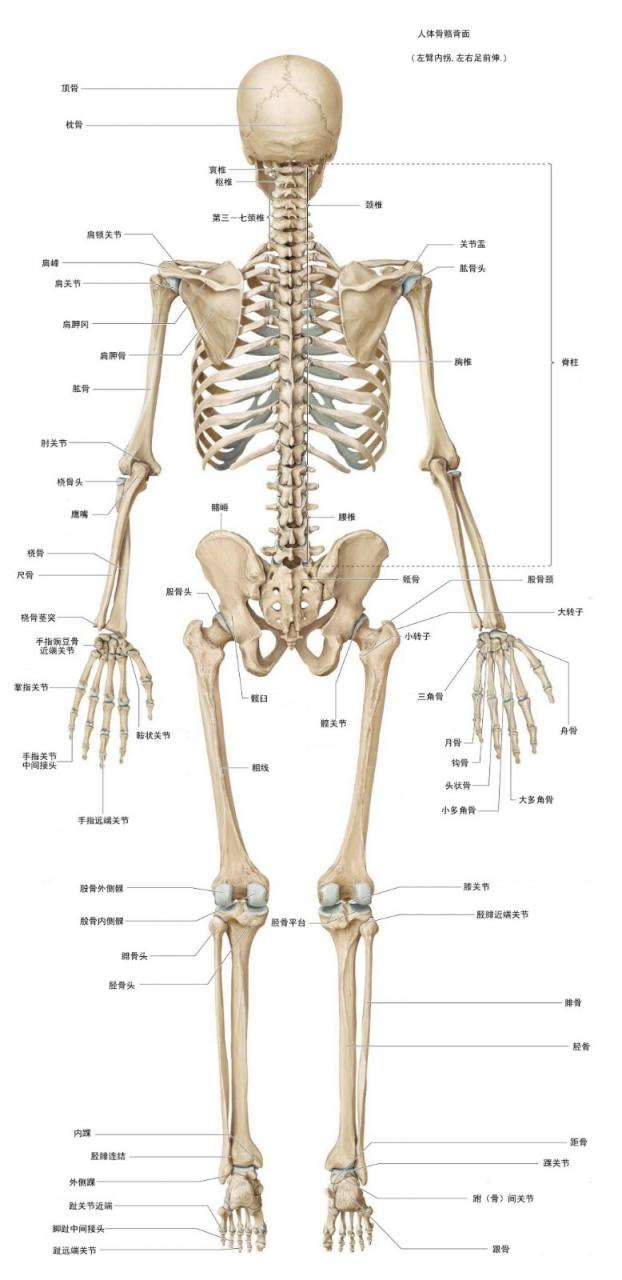 人體骨骼背面名稱高清圖片